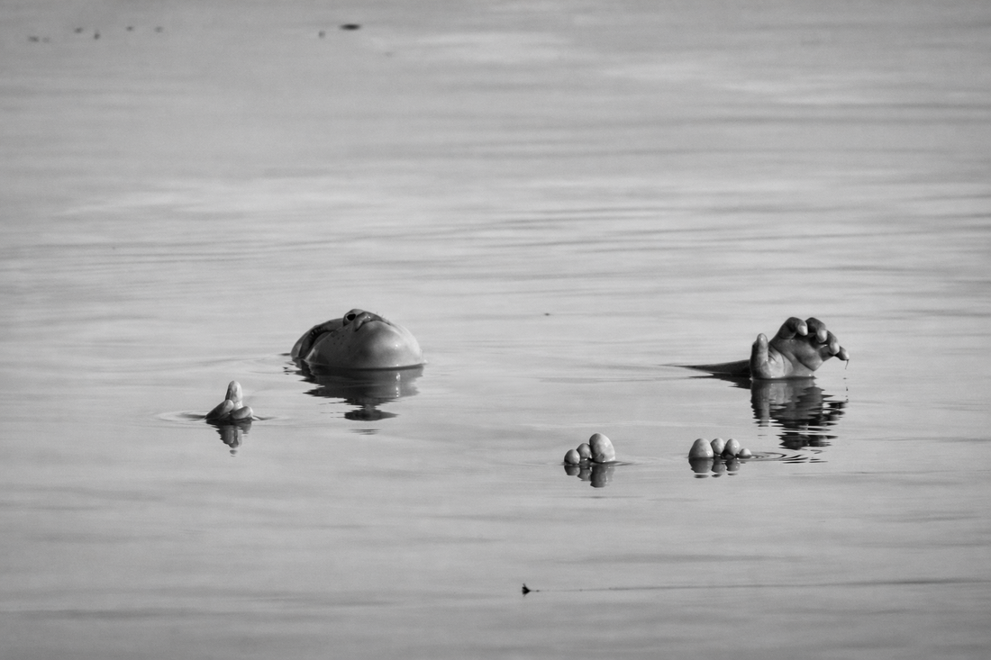 WHAT WE BREATHE COMES FROM THE OCEAN